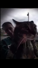 Kucing phonk pets cat