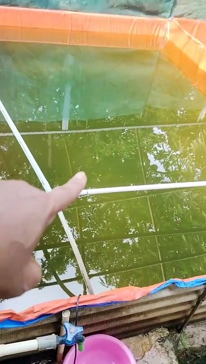 Walaupun ganti air kolam TOTAL tapi air warna hijau tetap saya pertahankan