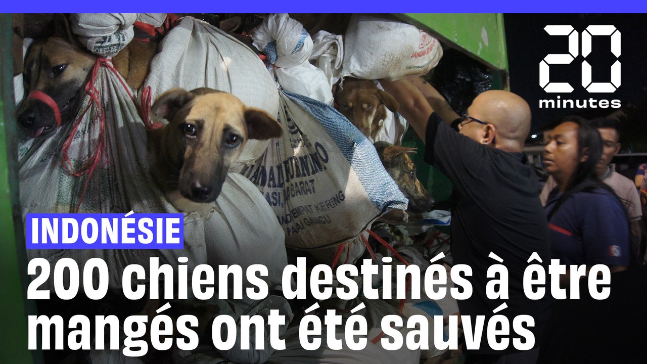Indonésie: 200 chiens destinés à être mangés découverts vivants dans un camion
