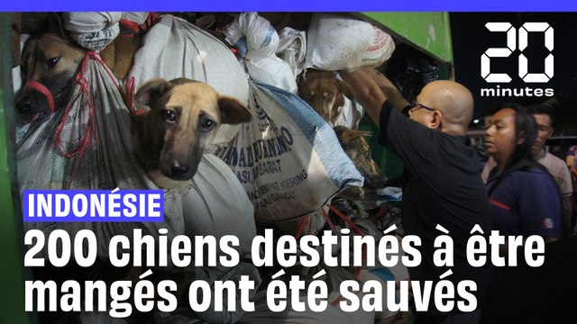 Indonésie: 200 chiens destinés à être mangés découverts vivants dans un camion