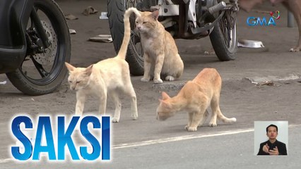 51-anyos na lalaki, patay sa rabies matapos makagat ng pusa | Saksi