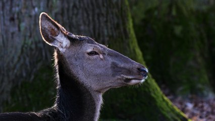 deer wild head wildlife