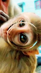 Funny Mankey Reaction Video, Mankey Short, Mankey Video, Bandar video, Trending Video, Viral Video #Animalsvideo#Mankeyvidei