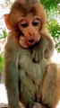 Mankey Short Video, Animals Video, New Video, Viral Animals Video, Trending Animals Video, Trending Video, Viral Video#Animals#Mankeyvideo#Bandar