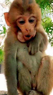 Mankey Short Video, Animals Video, New Video, Viral Animals Video, Trending Animals Video, Trending Video, Viral Video#Animals#Mankeyvideo#Bandar