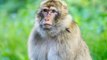 Scientists have developed a brain chip that reduces risk-taking in monkeys.