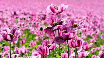 Büşra lena /arapça ilahi