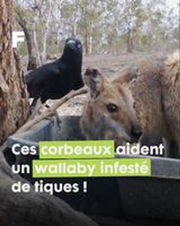 Une harmonie parfaite : le corbeau australien joue un rôle vital en retirant les tiques de la peau d'un wallaby.