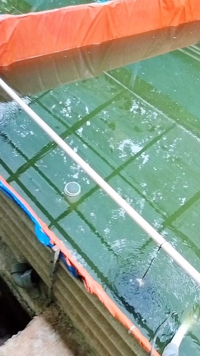 Pakan pasta cukup membantu pembentukan pencernaan larva lele
