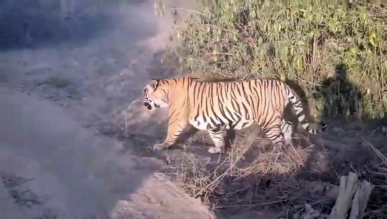 Sariska Tiger Project