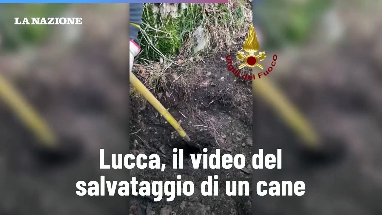 Lucca, il video del salvataggio di un cane - Video Dailymotion