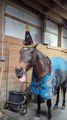 Silly Horse Wears a Party Hat