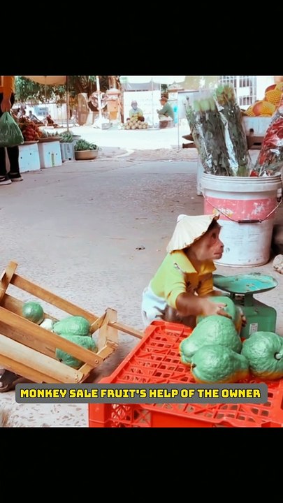 Monkey sale fruit's