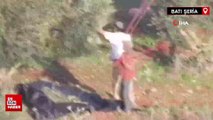 Yahudi yerleşimciler Filistinlilere ait zeytinleri çaldı