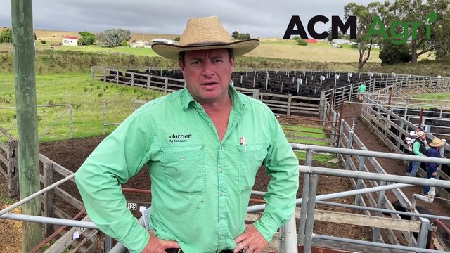Casterton Angus weaner steers sale | Stock & Land | 09/01/24