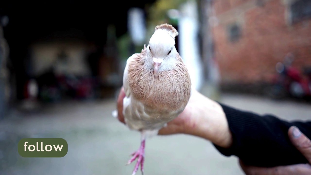 Beautiful Pigeon View