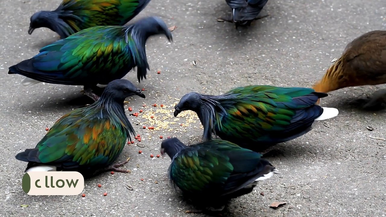 Amazing Pigeons in street eating grains