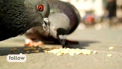 Pigeon eating grains