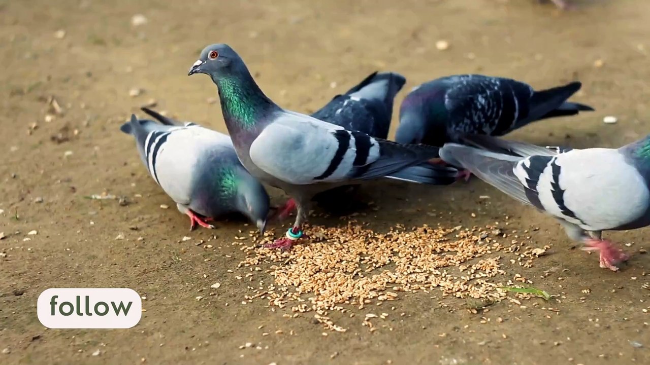 Pigeons eating grains in street