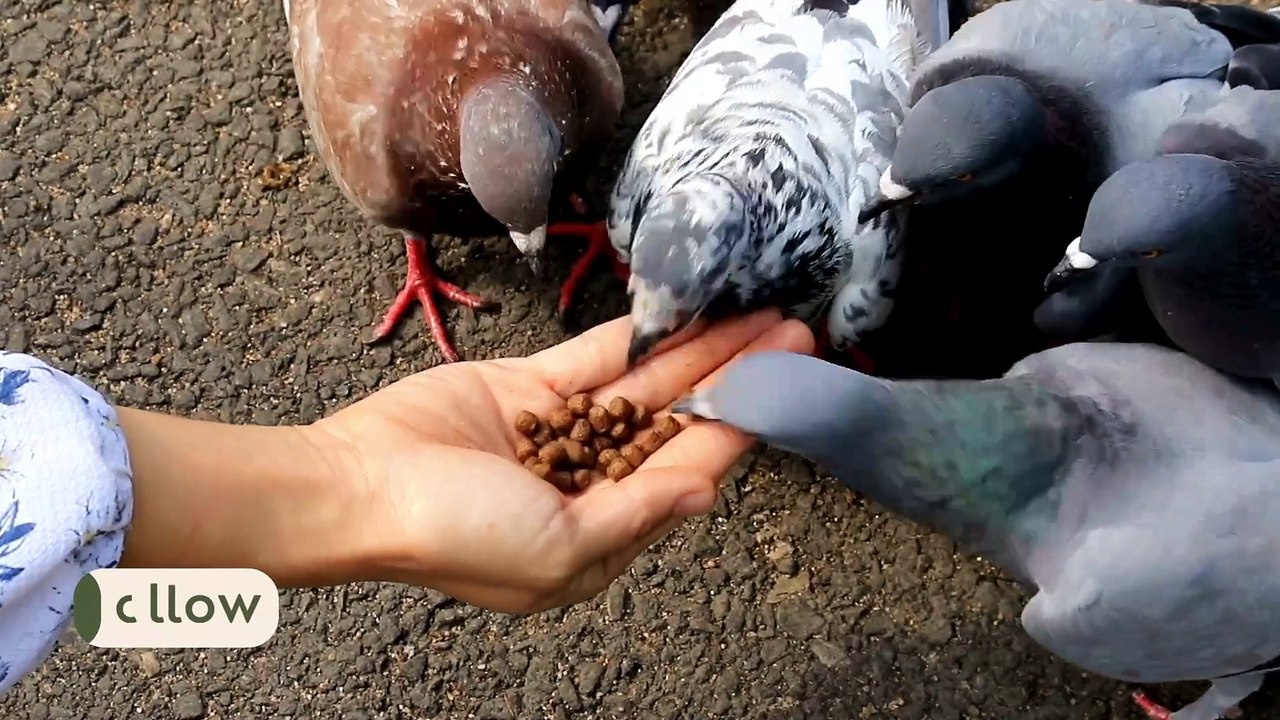 Pigeons eating in hand