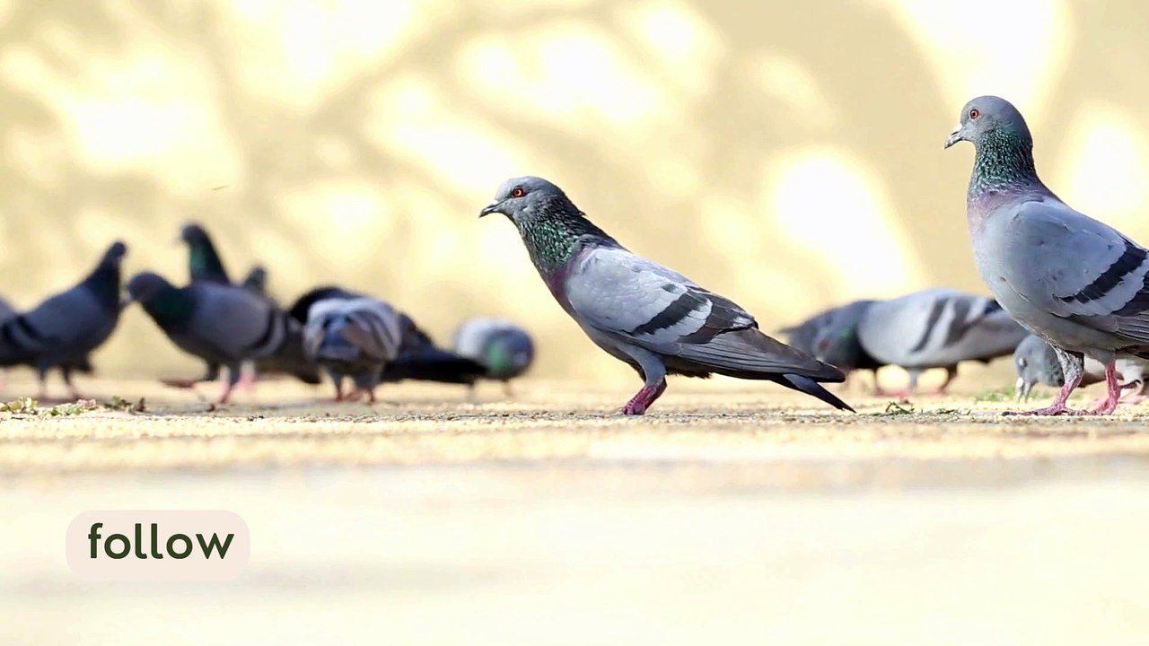 Pigeons Eating in Place