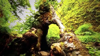 The Never Played Symphonies