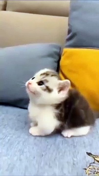 sweet cat is playing