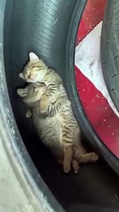 Real love cat❤️