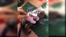try not to laugh  best funny videos compilation  memes