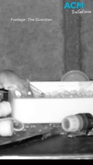 A tiny tidy mouse takes cleaning to a whole new level