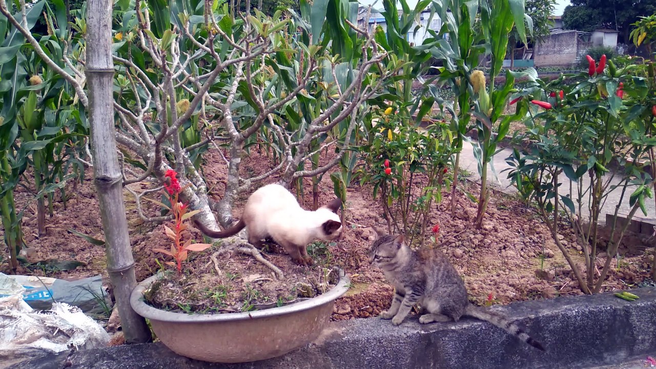 cat video cute (p4)