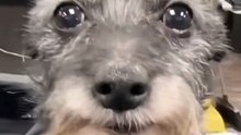 perro bello