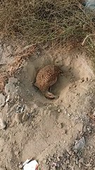 Jungli quail bird on 