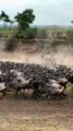 migration of wildebeest & zebra, wildlife photographer#wildlife #animal