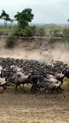 migration of wildebeest & zebra, wildlife photographer#wildlife #animal