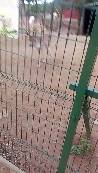 chevreau calin dans le Park Of İstanbul Doğa ve Yaşam Kompleksi