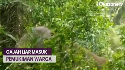 Download Video: Dua Ekor Gajah Liar Masuk Pemukiman Warga di Riau