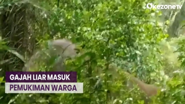 Dua Ekor Gajah Liar Masuk Pemukiman Warga di Riau