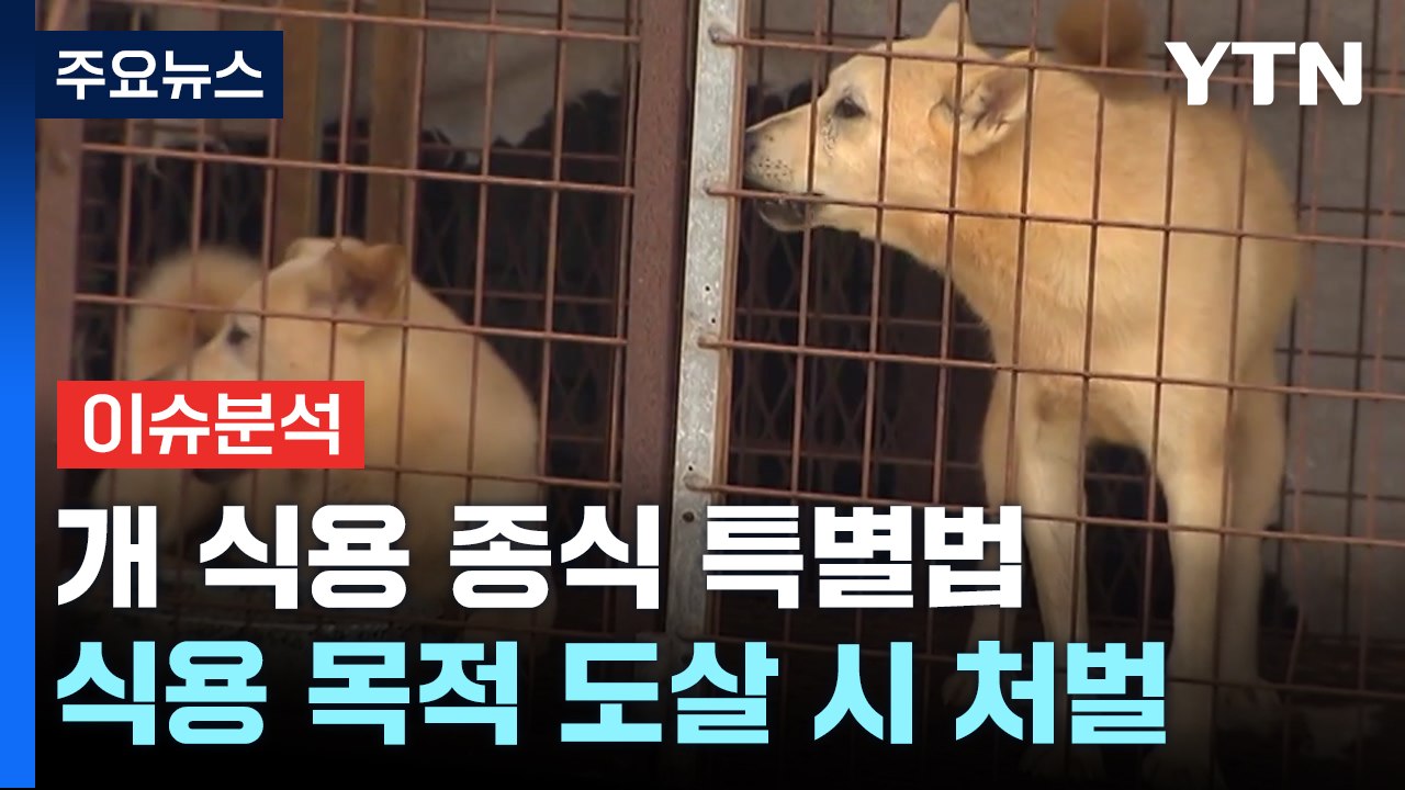 [더뉴스] '개 식용 금지법' 오늘 본회의 처리...달라지는 점은? / YTN