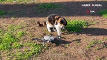 Kedinin drone ile oyunu gülümsetti: Önce keşif yaptı...