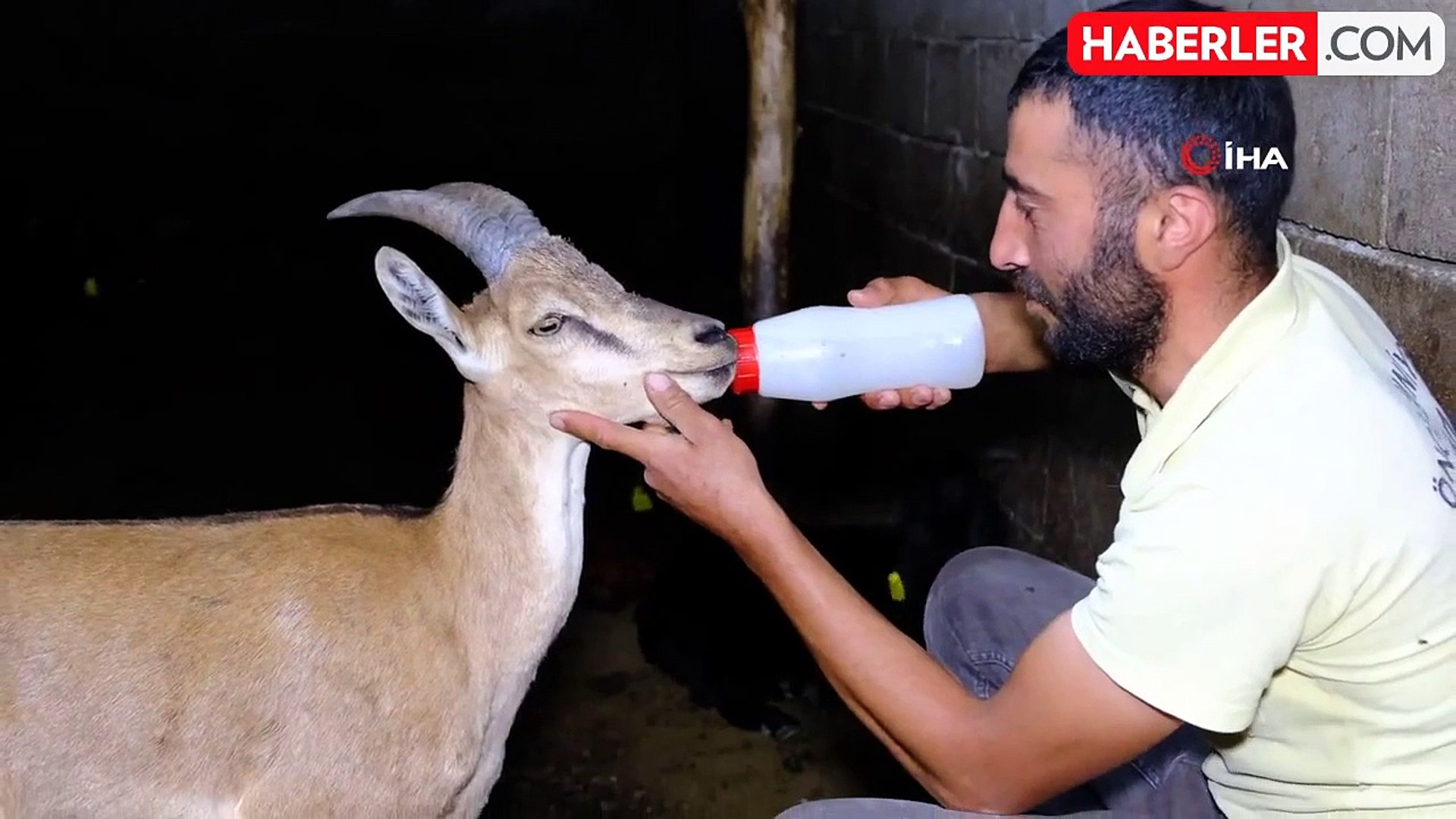 Yaralı yaban keçisine şefkat eli