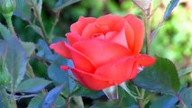 Rose red rose flower