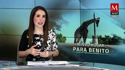 Aseguran a la jirafa Benito en Chihuahua por condiciones inadecuadas