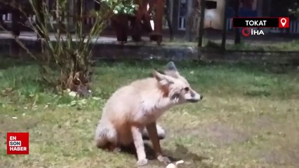 Tokat'ta fırının müdavimi tilki, her sabah poğaçasını yemek için geliyor