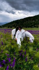 فى حب الخيل in love with horses