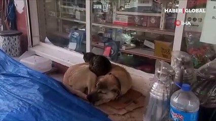 Isınmak için köpeği kullanan kedi gülümsetti