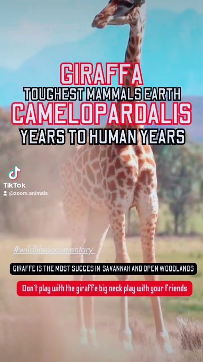 Giraffe toughest animal earth, 4k video, girafee big neck most survived open WOODLANDS, giant camelopardalis #shorts #bhfyp #hope #Holidays #hoodies #honeymoon #honeycomb #honesty #honda #honeybadger #honeybadgernation #honeybadgerdontcare #homeimprovemen