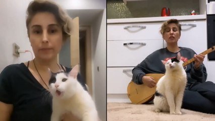 Türkü dinleyen kedi