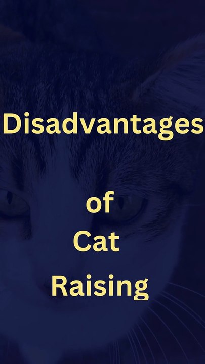 Disadvantages of Cat  Raising #mix #raising_cats #cat_breeding