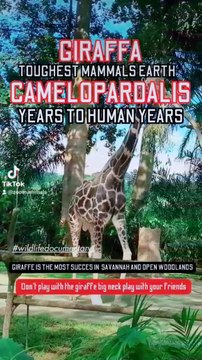 Giraffe big neck, inhabit in Savannah and open woodlans, years to human years, giraffe, giant woodlandrdalis #shorts #bhfyp #hope #Holidays #hoodies #honeymoon #honeycomb #honesty #honda #honeybadger #honeybadgernation #honeybadgerdontcare #homeimprovemen